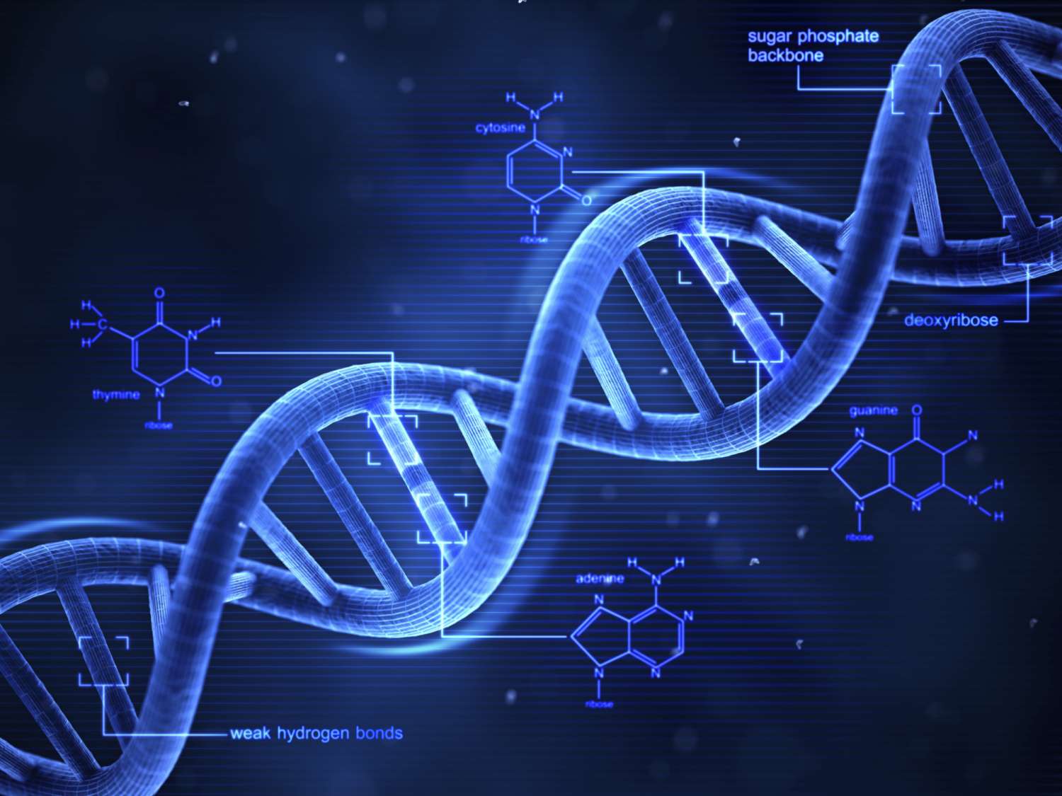 <p><span>DNA controls </span><strong>hereditary traits</strong><span>, such as eye colour, hair type, and susceptibility to certain disease. It is passed down from </span><strong>parents </strong><span>to </span><strong>offspring</strong><span>, ensuring the inheritance of genetic information across generations.</span></p>