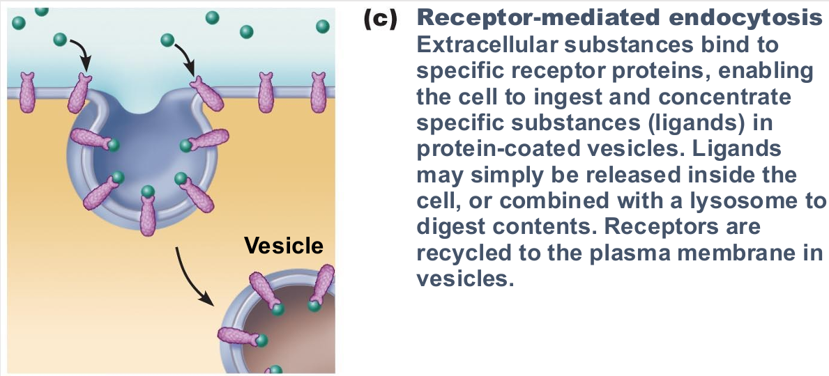 <ul><li><p>Allows specific endocytosis and transcytosis</p><ul><li><p>Cells use to concentrate materials in limited supply</p></li></ul></li><li><p>Clathrin-coated pits provide main route for endocytosis and transcytosis</p><ul><li><p>Uptake of enzymes, low-density lipoproteins, iron, insulin, and, unfortunately, viruses, diphtheria, and cholera toxins </p></li></ul></li><li><p>Different coat proteins</p><ul><li><p>Caveolae</p></li><li><p>Coatomer</p></li></ul></li></ul><p></p>