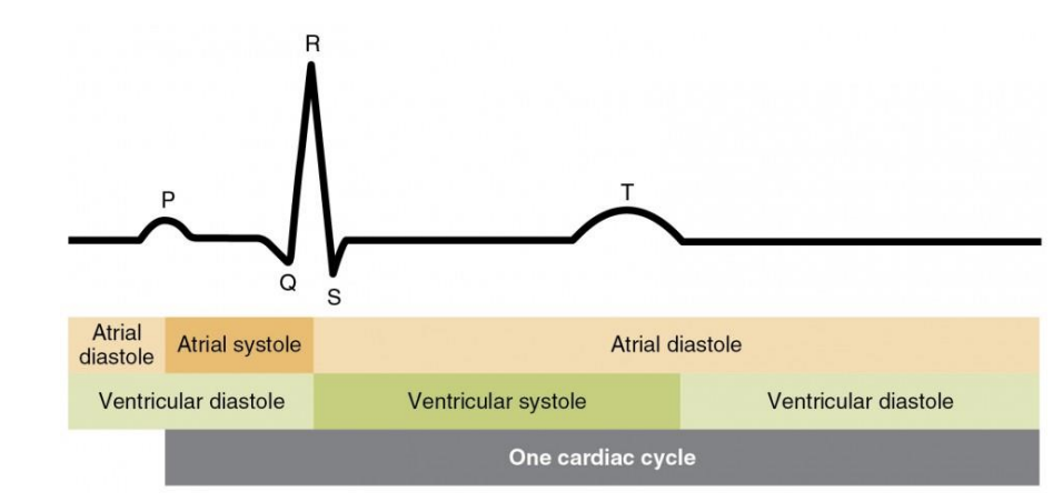 <ul><li><p>P. Eletrical event. Atrial depolarization happens and the blood is being pushed to the ventricles from atria</p><ul><li><p>atrial contdaction begins in the latter part of the P wave</p></li></ul></li><li><p>QRS: mechanical event. blood incoming to ventricle and contract happens (ventricular depolarization)</p></li><li><p>T: atria is filling with blood and ventricle is squeezing blood out (ventricle repolarization)</p></li></ul><p></p>