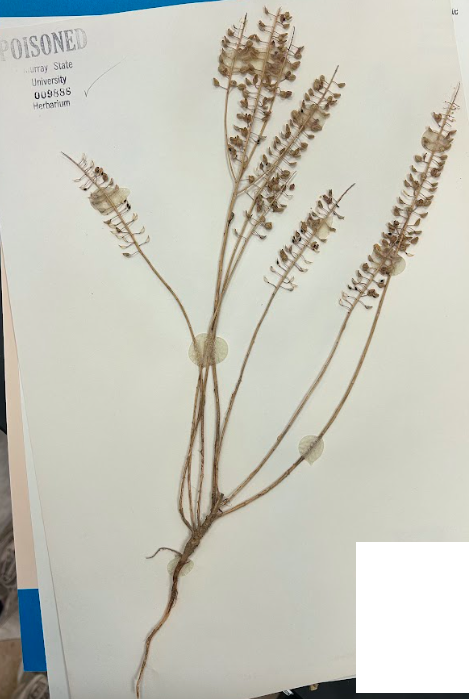 <p>Family + Genus?</p>