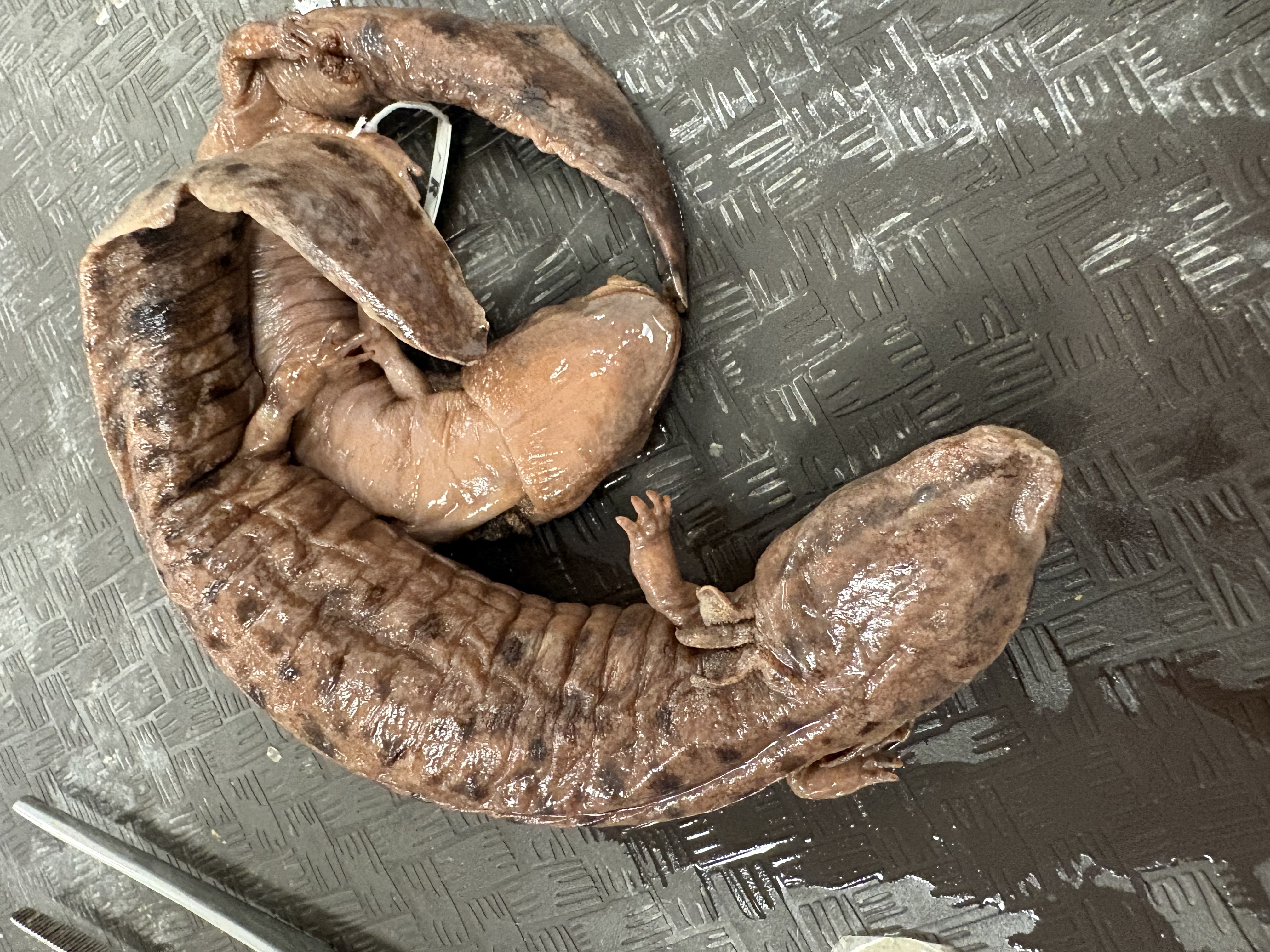 <p>Only species in ky, 4 digits</p>