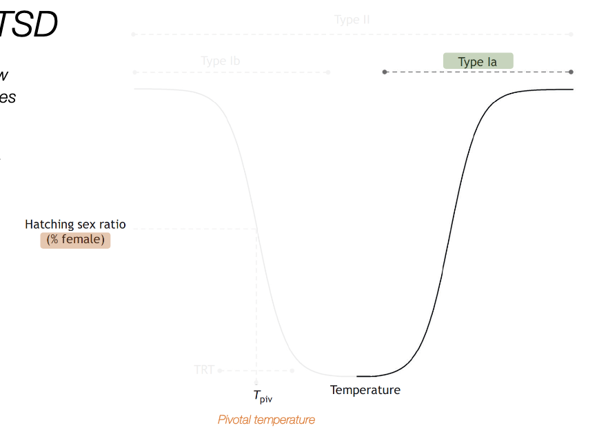 <p>only males at low temperatures, only female at high temperatures, mixed sex ratios in betweenw</p>