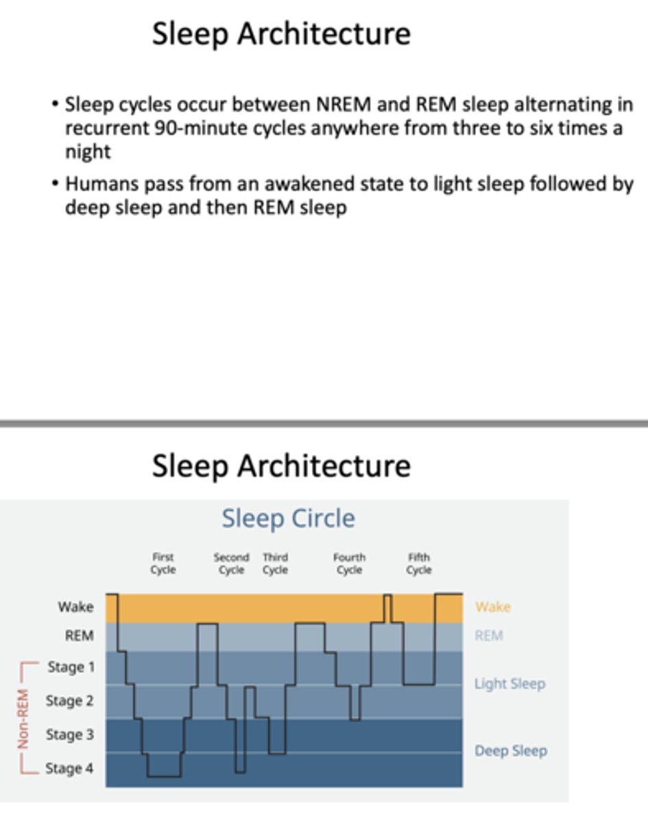 <p>NREM, REM</p>