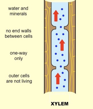 <p>transport water and dissolved minerals from the root up to leaves → helps supporting stem </p>