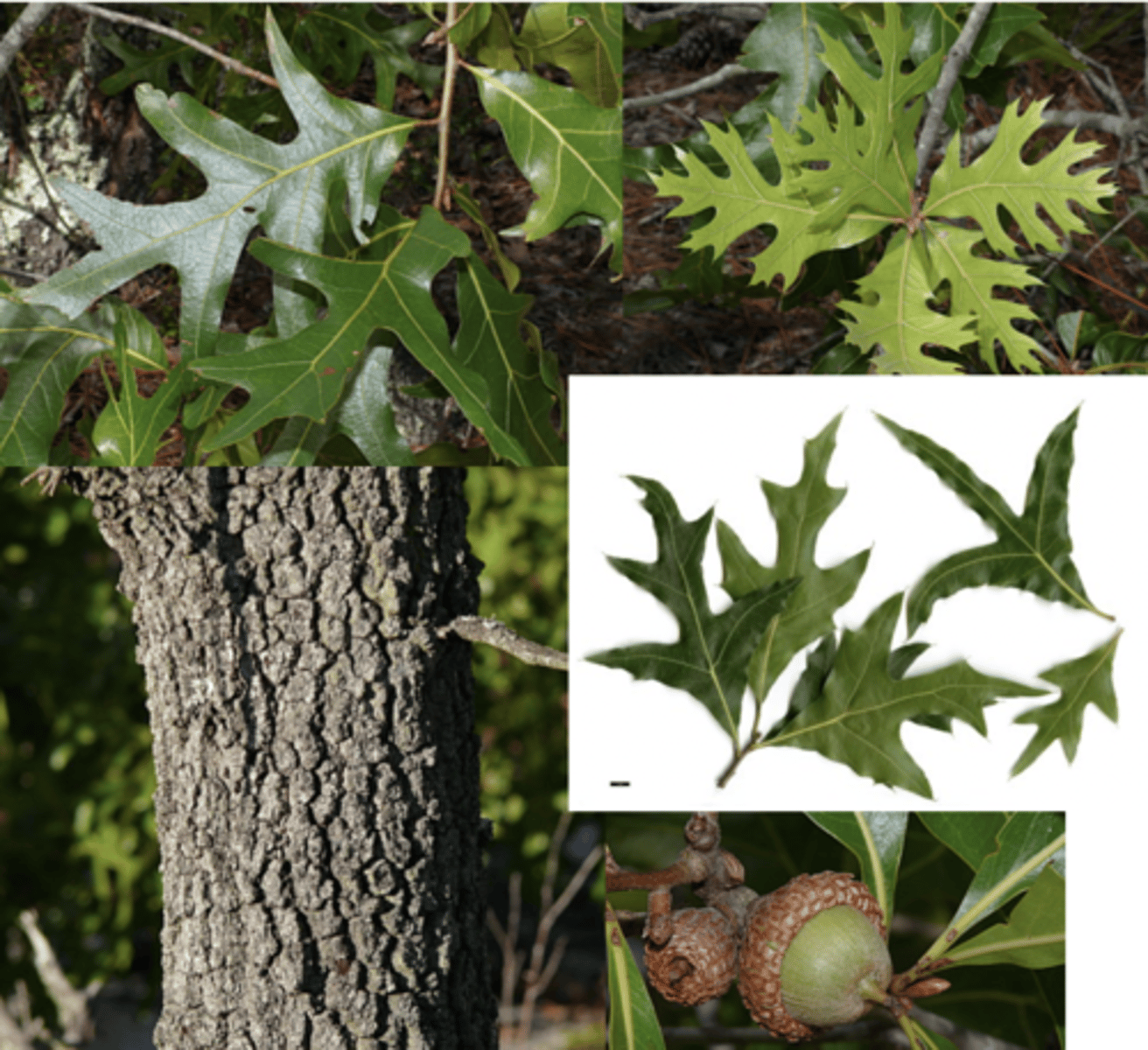 <p>leaves with 3-7 skinny lobes resembling turkey foot, egg shaped acorns 1 inch long</p>