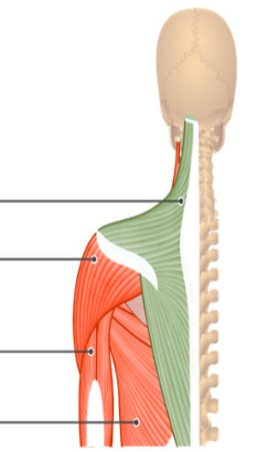 <p><span>Muscle between Pectoral Appendage and Vertebral Column of Thorax&nbsp;</span></p>