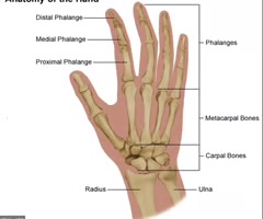 <p><span>Proximal phalange, Middle phalange and distal phalange. The thumb and big toe do not have a middle phalange.</span></p>