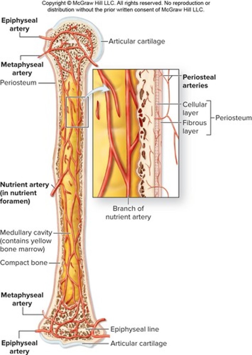 <p>Through four major sets of blood vessels: nutrient artery/vein, metaphyseal arteries/veins, epiphyseal arteries/veins, and periosteal arteries/veins.</p>