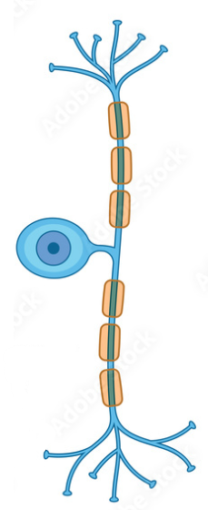 <p>What is the classification of this neurone?</p>