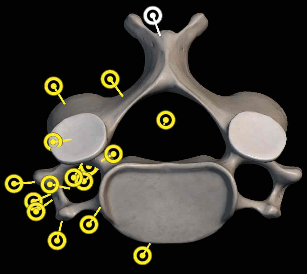 <p>Name this structure </p>