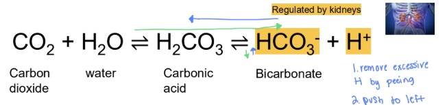 <p class="Paragraph SCXW10665119 BCX0" style="text-align: left;"><span style="line-height: 20.5042px;"><span>- Compensation for acidosis: increasing bicarbonate reabsorption and increasing H excretion → more bicarbonate and less H → high pH </span></span><br><span style="line-height: 20.5042px;"><span>- Compensation for alkalosis: increasing H reabsorption and increasing bicarbonate excretion → less bicarbonate and more H → lower pH </span></span></p>