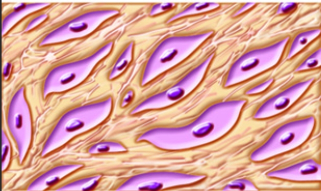 <p>Connective tissue</p>