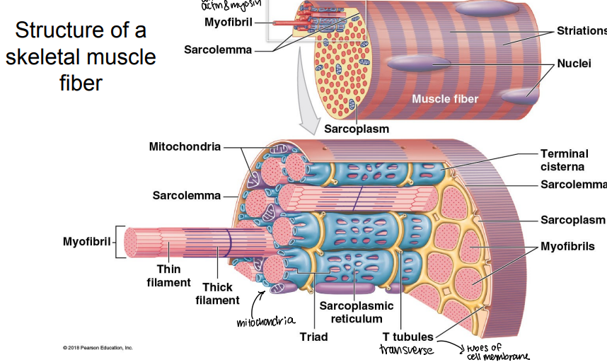 <p>The structure of skeletal muscle fiber contains large quantities of protein filaments called ____, which are composed of what 2 components?</p>