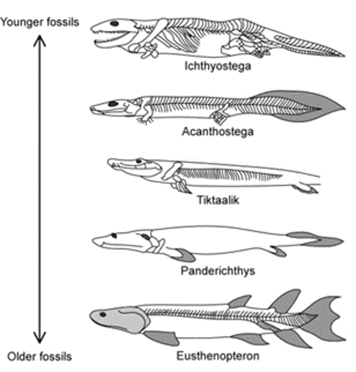 <p>The fossil record of the earliest forms of life is incomplete because:<br>Any two from the following:<br>The earliest forms of life were soft-bodied / made only from cells; <br>Which decayed / were destroyed by geological activity leaving few traces behind; <br>Most organisms never became fossils / formation of fossils require certain/unique conditions;<br>Many fossils remain undetected.</p>