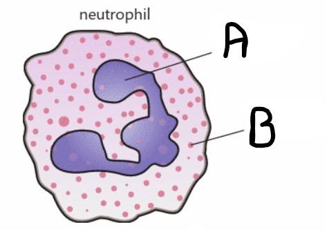 <p>What is structure B?</p>