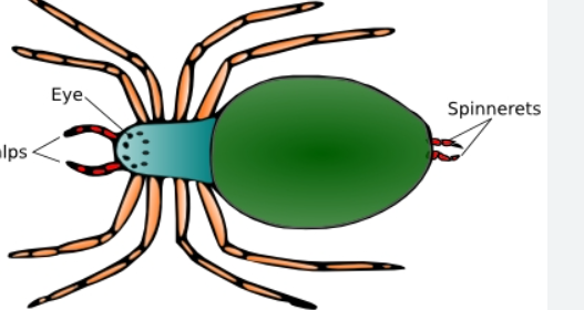 <p>spinnerets</p>