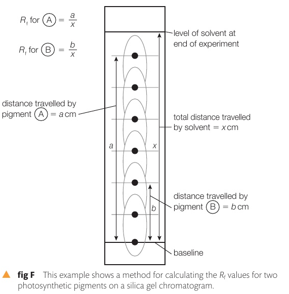 <p>How is the Rf calculated?</p>