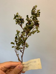 Rosa pimpinellifolia