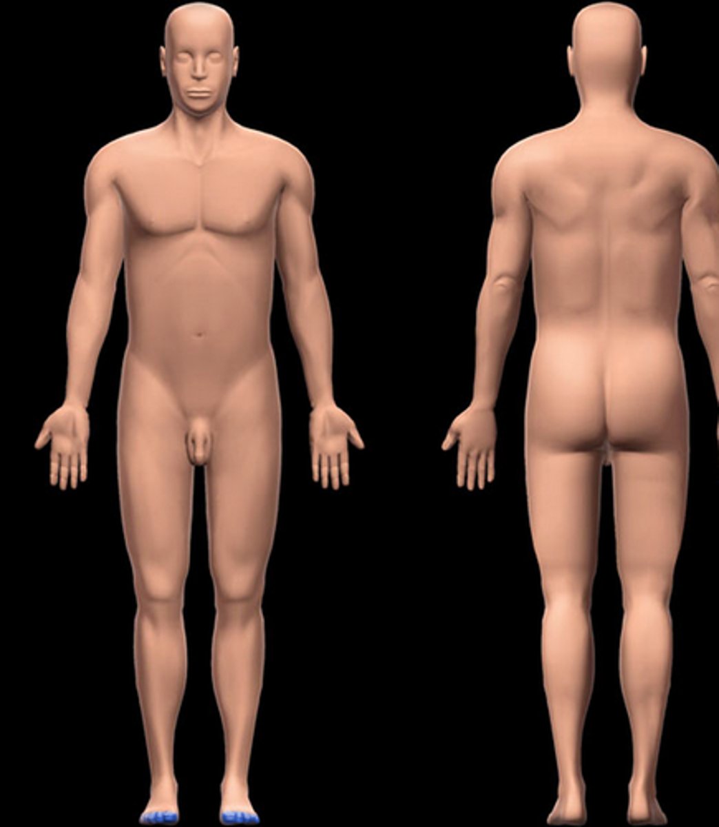 <p>toes</p>