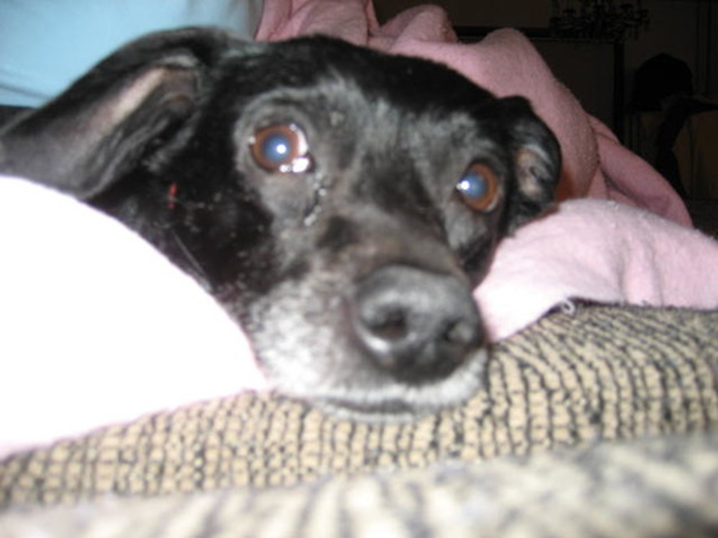 <p>adj.可怜的, 悲惨的</p>