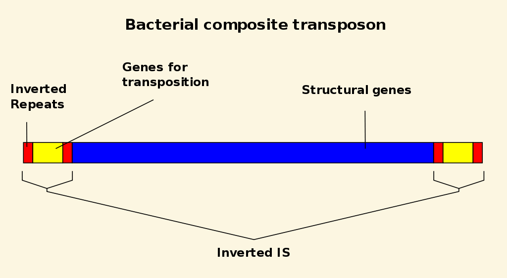 <p>transposons </p><ul><li><p>this sometimes create or reverse mutations </p></li></ul><p></p>