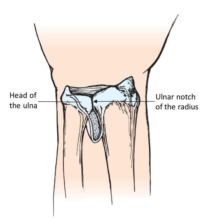 <p>Distal Radioulnar Joint</p>