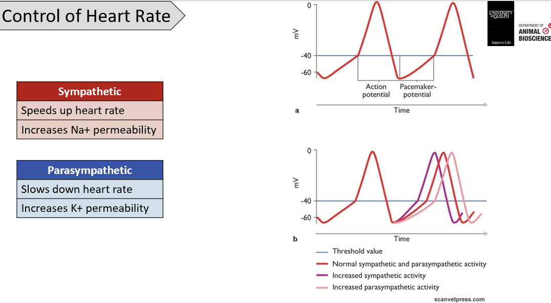 <p>Sympathetic activation will lead to increased heart rate (increased Na<sup>+</sup> leakage shortening the potential drift).</p><ul><li><p>To maintain coordination between atrial and ventricular contraction, the sympathetic input proportionally increases the velocity of the AV node (reduces lag in conduction).</p></li></ul><p>Parasympathetic activation will lead to decreased heart rate (increase K<sup>+</sup> permeability).</p>