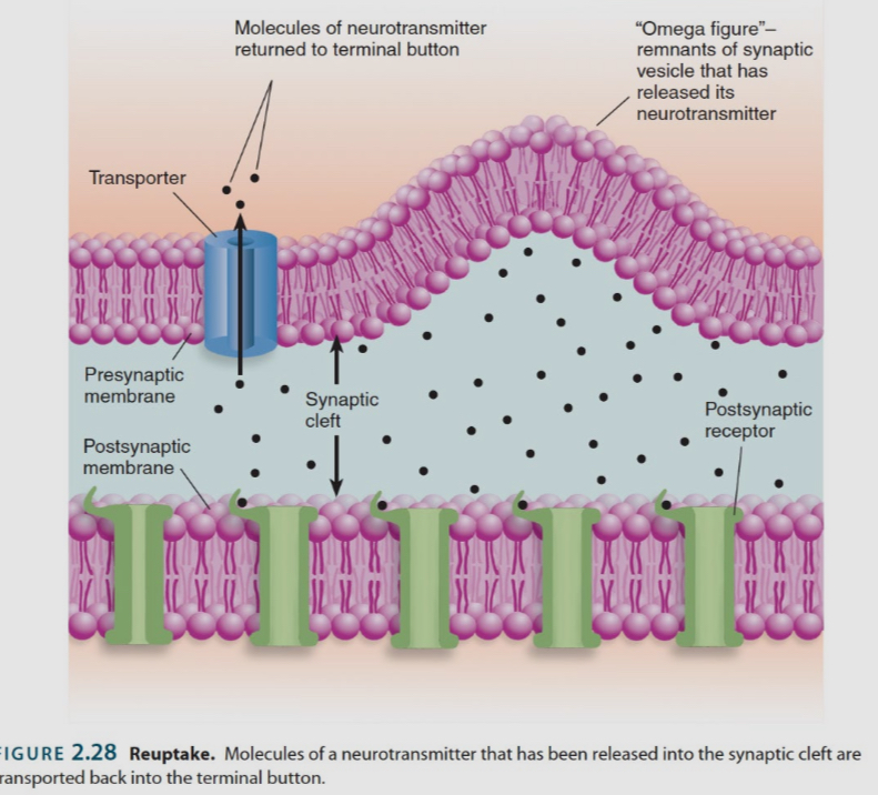 <ul><li><p>diffusion: passive movement from areas of high concentration to area of low concentration</p></li><li><p>Enzyme deactivation: destruction of a neurotransmitter by an enzyme</p></li><li><p>Reuptake: they recycle neurotransmitters by pulling them back into the cell that just released them (e.g. the serotonin reuptake transporter)</p></li></ul><p></p>