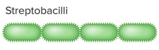 <p>streptobacilli</p>