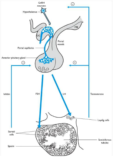 <p>inhibin (produced by Sertoli cells) inhibits FSH release</p>