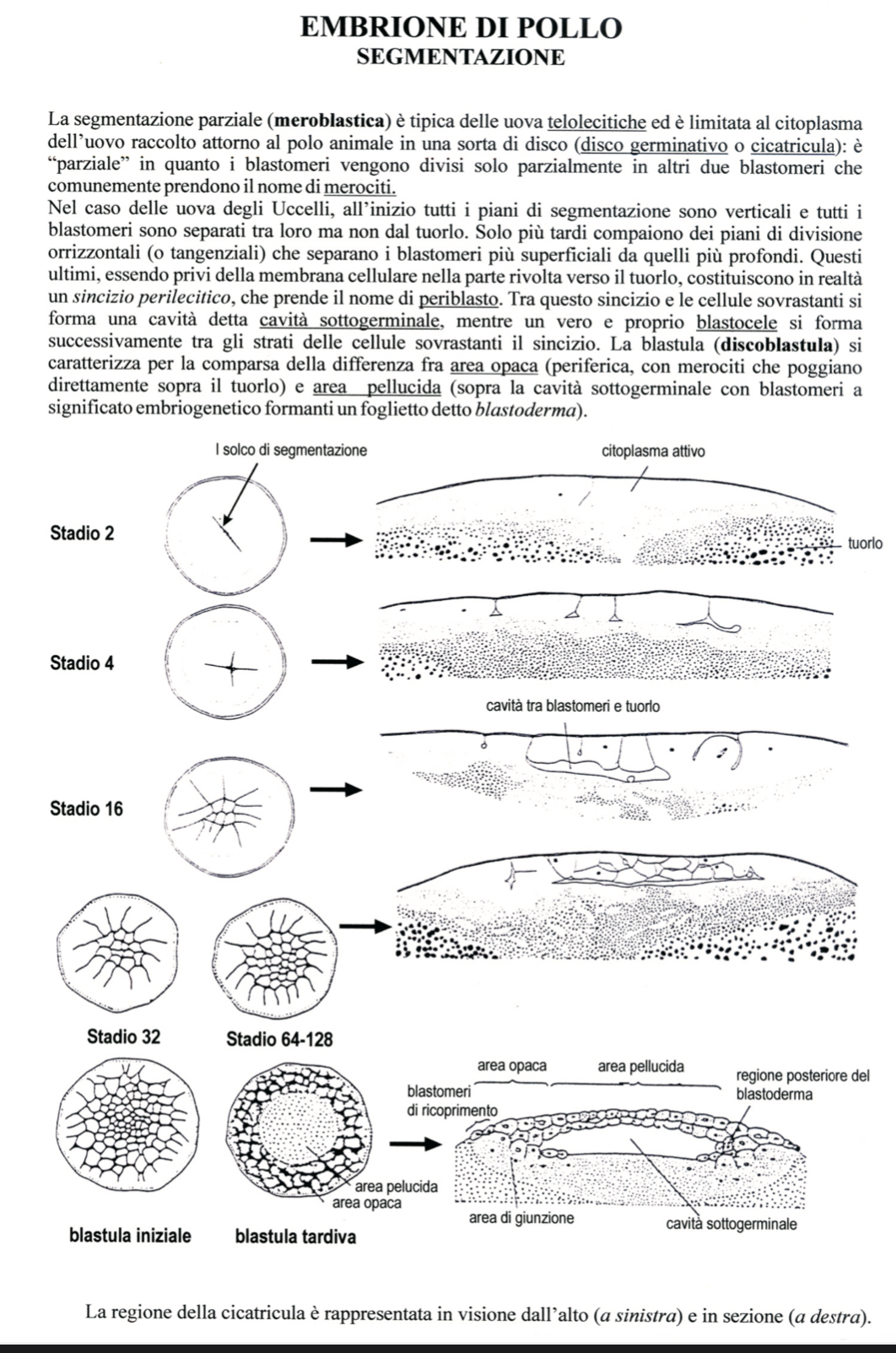 <p>Gastrulazione pollo</p>
