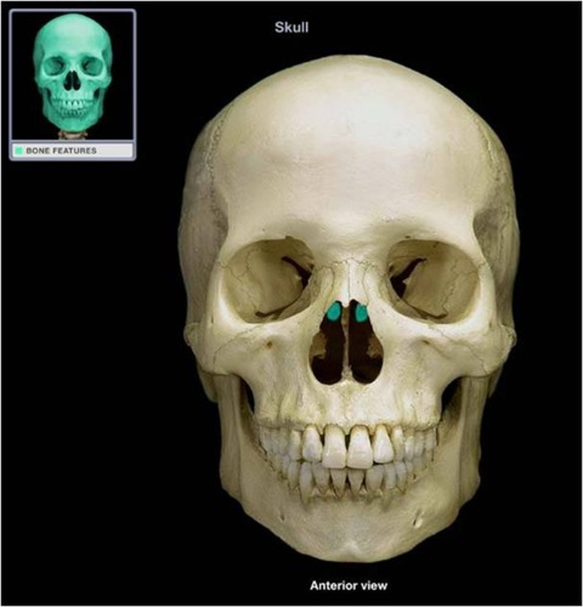 <p>projections that can be seen as the upper portion of the nasal cavity from anterior view</p>