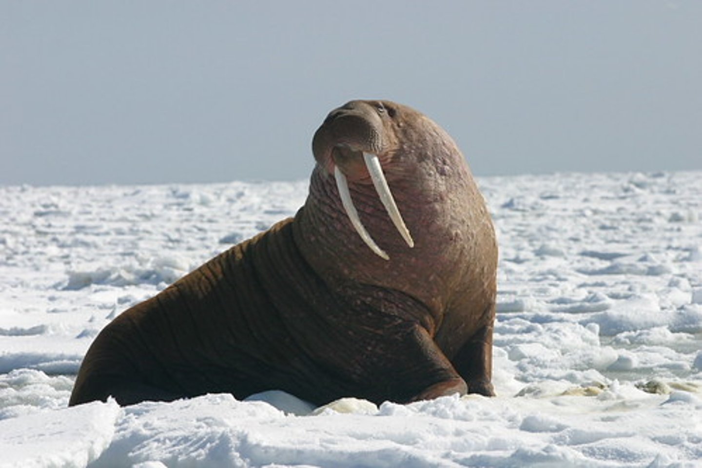 <p>Walrus</p><p>Large tusks useful in gathering mollusks from sea floor</p>