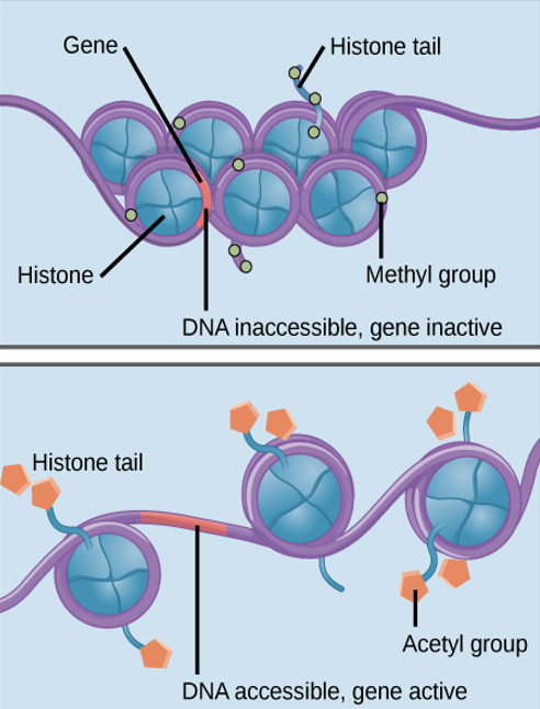 <p><u>these control access to DNA:</u></p><ul><li><p>when spaced <mark data-color="red" style="background-color: red; color: inherit">closely together</mark></p><ul><li><p><u>transcription factors</u> <mark data-color="red" style="background-color: red; color: inherit">cannot bind</mark></p></li><li><p><mark data-color="red" style="background-color: red; color: inherit">gene expression = OFF</mark></p></li></ul></li><li><p>when spaced <mark data-color="green" style="background-color: green; color: inherit">far apart</mark>, the DNA is exposed</p><ul><li><p>transcription factors <mark data-color="green" style="background-color: green; color: inherit">can bind</mark></p></li><li><p><mark data-color="green" style="background-color: green; color: inherit">gene expression = ON</mark></p></li></ul></li></ul><p></p>