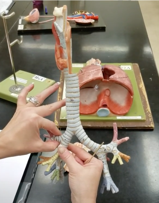 <p>Name of structures being pinched</p>