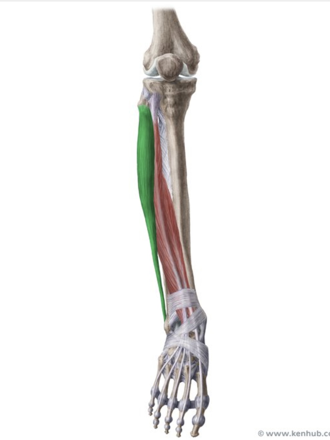 knowt flashcard image