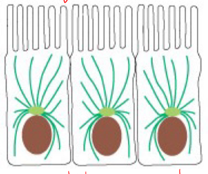 <p>Tubulin</p>
