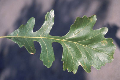 <p>bur oak</p>
