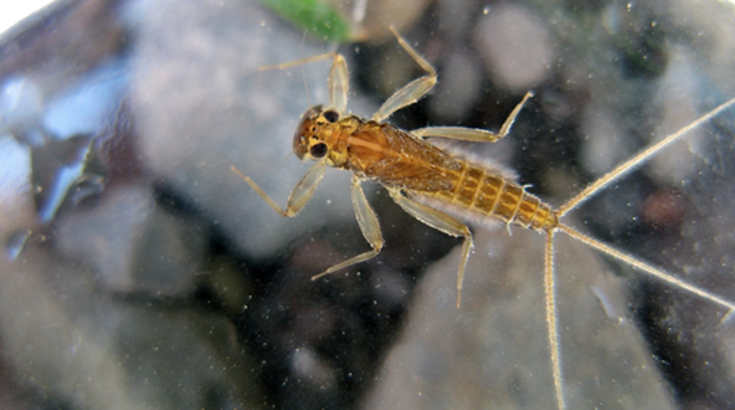 <p>wings, two or three tail filaments, gills</p>