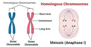 <p><span>Homologous chromosomes</span></p>
