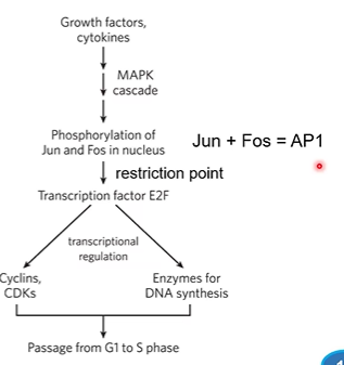 <p>EC signals, Plate and start cell cycle with nuclear TFs</p>