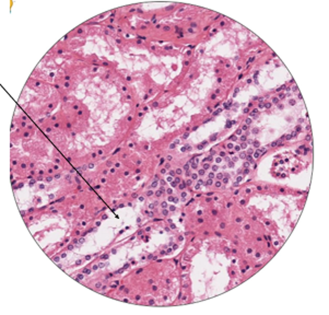 <p>label arrow and organ</p>