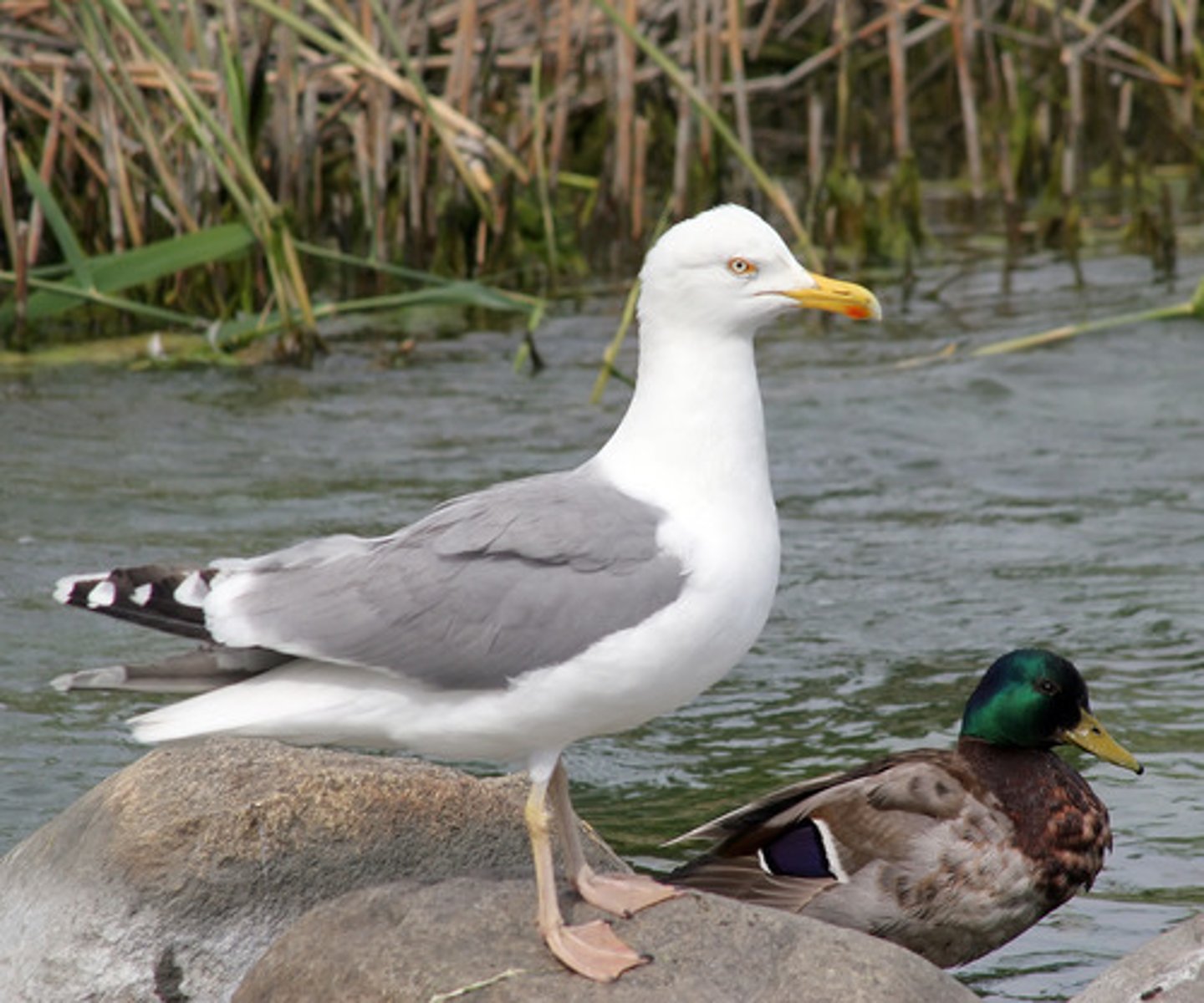 <p>Charadriiformes</p><p>Laridae</p>