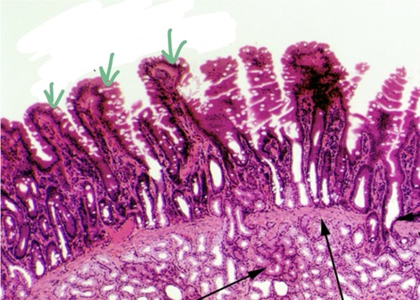 knowt flashcard image