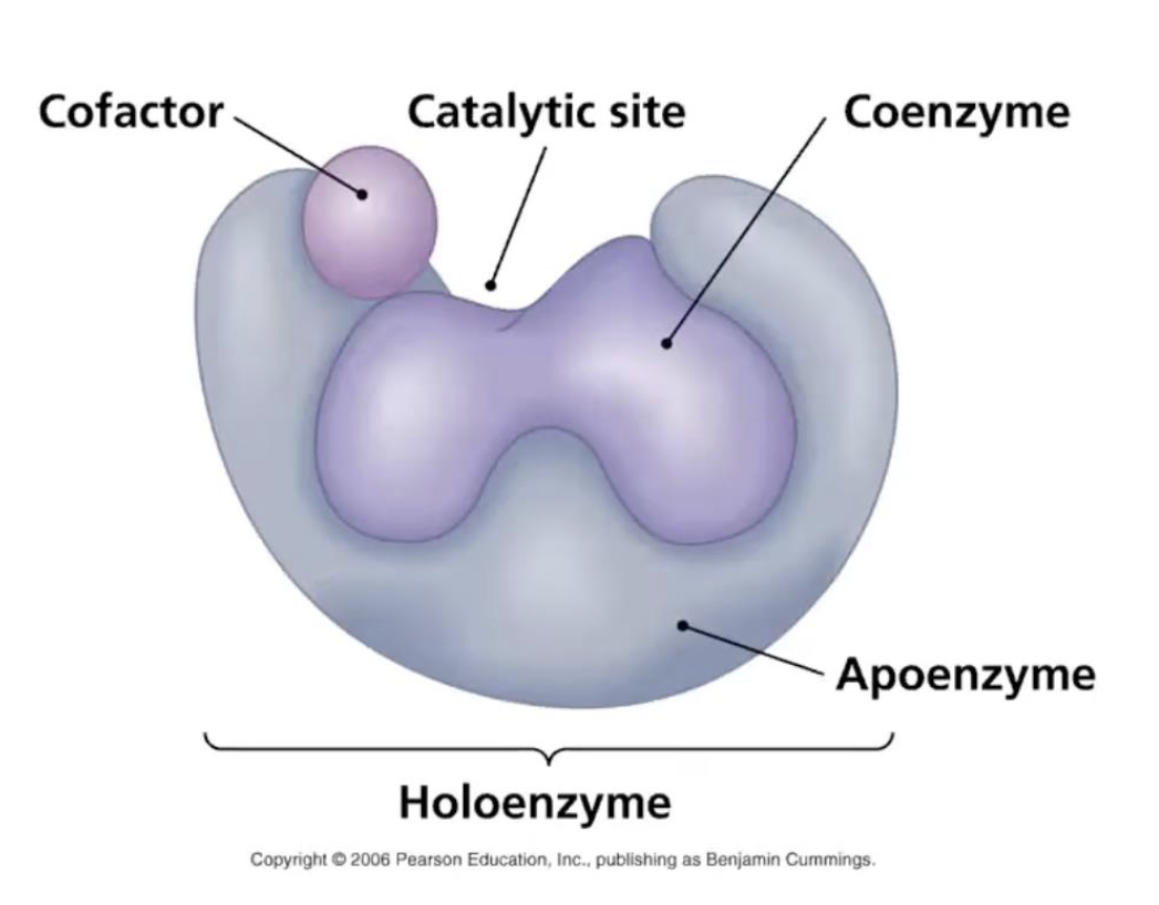 <p>Apoenzyme - protein part of the enzyme</p><p>Catalytic Site - region where enzyme interact w/substrate</p><p>Cofactor - Inorganic ion (iron, copper, zinc)</p><p>Coenzyme - nonprotein, organic molecule bound or loosely associated with the enzyme (biotin, NAD, FAD)</p><p>Holo-enzyme - active form of the enzyme (comprised of the apoenzyme and the coenzyme and/or cofactor</p>