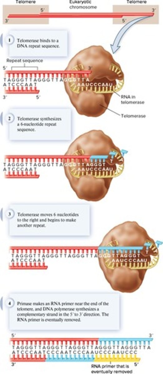<p>Enzyme adding DNA repeats to chromosome ends.</p>