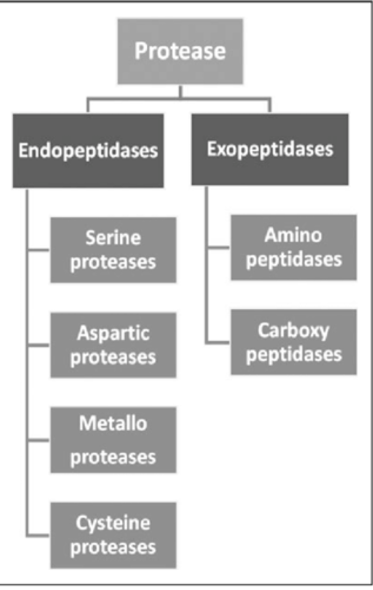 <p>-Serine proteases<br>-Cysteine proteases<br>-Aspartyl/proteases<br>-Metallo proteases</p>