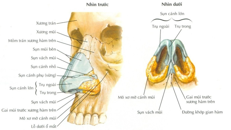<p><strong>Các thành phần sau tham gia cấu tạo vách ngăn mũi, NGOẠI TRỪ:</strong></p><p>A. Xương sàng</p><p>B. Sụn cánh mũi lớn</p><p>C. Xương lá mía</p><p>D. Xương khẩu cái</p>