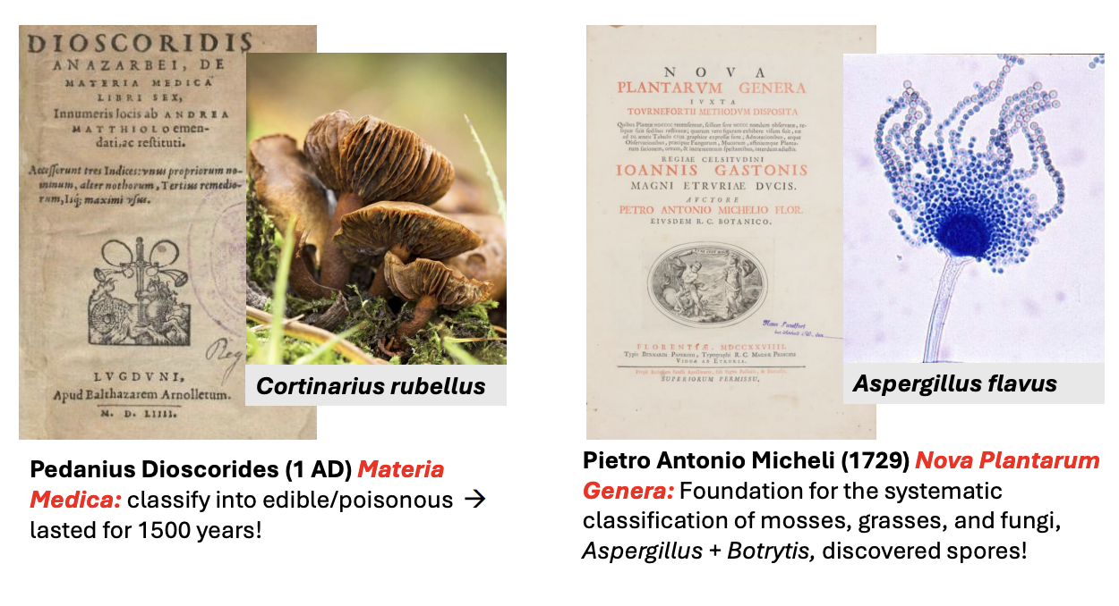 <p><strong><em>Materia Medica</em></strong></p>