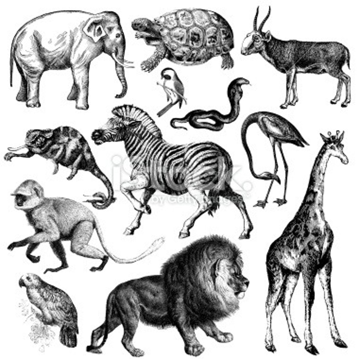 <p>zoology</p>